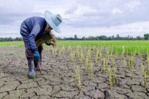 climate change agriculture