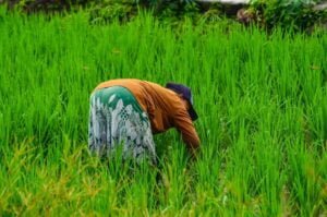 Woman farming in a rice farm